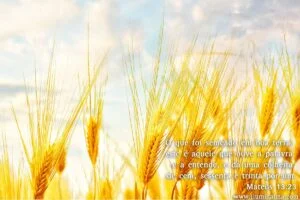 Mateus 13:23