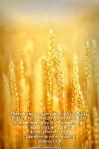 Mateus 13:30